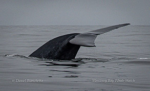 Blue Whale diving photo by daniel bianchetta