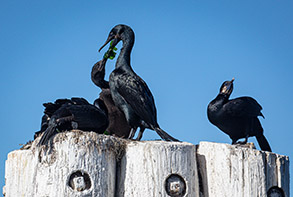 Brandt's Cormorant passing nesting material to mate photo by daniel bianchetta