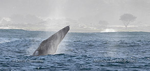 Breaching Gray Whale photo by daniel bianchetta