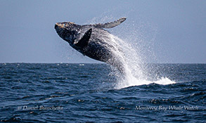Breaching Humpback Whale calf photo by daniel bianchetta