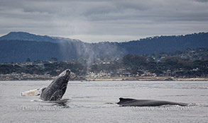 Breaching Humpback Whale calf close behind mom photo by daniel bianchetta