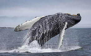 Breaching Humpback Whale  photo by daniel bianchetta