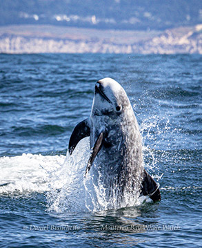 Breaching Risso's Dolphin photo by Daniel Bianchetta