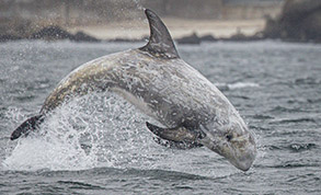 Breaching Risso's Dolphin photo by daniel bianchetta