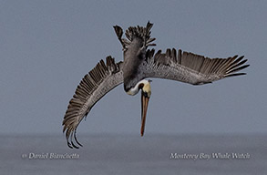 Brown Pelican diving photo by daniel bianchetta