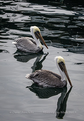 Breown Pelicans photo by daniel bianchetta