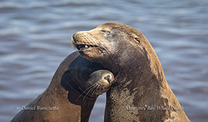 California sea lions resting photo by daniel bianchetta