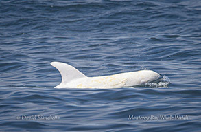 Casper the white Risso's Dolphin photo by daniel bianchetta