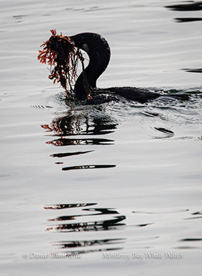 Cormorant collecting nesting material Photo by Daniel Bianchetta