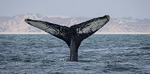 Humpback Whale starting to dive photo by daniel bianchetta