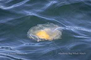 Egg-yolk jellyfish photo by daniel bianchetta