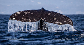 Gray Whale fluke photo by Daniel Bianchetta