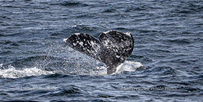 Gray Whale Fluke photo by Daniel Bianchetta