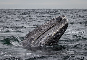 Gray Whale spyhopping photo by Daniel Bianchetta
