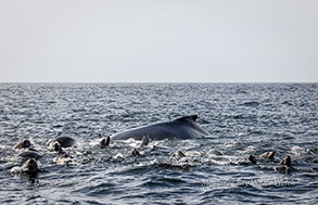 Humpback Whale and Sea Lions Photo by Daniel Bianchetta