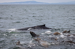 Humpback Whale feeding alongside California Sea Lions photo by daniel bianchetta