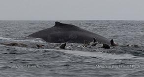 Humpback Whale and Sea Lion photo by daniel bianchetta