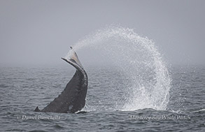 Humpback Whale Calf throwing its tail photo by daniel bianchetta