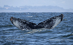 Fluke of Humpback Whale named Checkmarks photo by daniel bianchetta