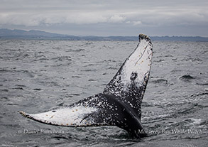 Humpback Whale fluke photo by daniel bianchetta
