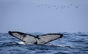Humpback Whales fluke photo ID Photo by Daniel Bianchetta