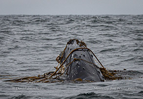 Humpback Whale kelping photo by daniel bianchetta