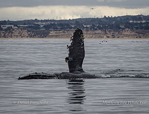 Humpback Whale pec-slapping photo by daniel bianchetta