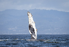 Humpback Whale pectoral fin Photo by Daniel Bianchetta