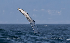 Humpback Whale pectoral fin slapping photo by daniel bianchetta