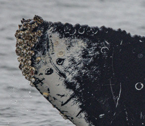 Humpback Whale ID Snowy Owl detail photo by daniel bianchetta