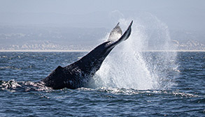 Humpback Whale tail slapping photo by daniel bianchetta