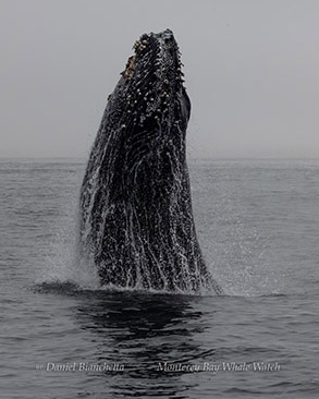 Humpback whale with a high chin slap style breach photo by daniel bianchetta