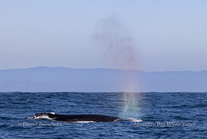 Humpback Whale with 'rain blow' photo by daniel bianchetta