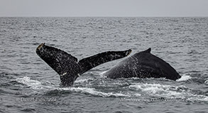 Humpback Whales Photo by Daniel Bianchetta