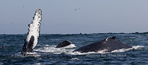 Humpback Whales photo by daniel bianchetta