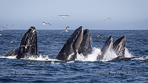 Humpback Whales lunge-feeding Photo by Daniel Bianchetta