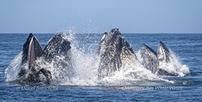 Humpback Whales lunge-feeding photo by daniel bianchetta