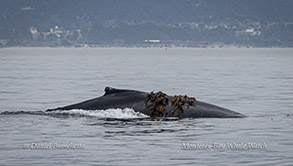 Humpback Whale kelping (playing with kelp) photo by daniel bianchetta