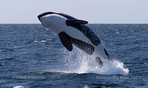 Killer Whale (Orca) breaching photo by daniel bianchetta