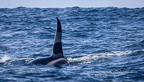 Killer Whale CA45B with distinctive curved dorsal fin photo by Daniel Bianchetta