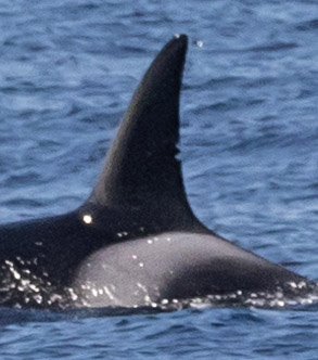 Closeup of dorsal fin of Killer Whale Emma (CA140) photo by daniel bianchetta