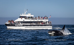Killer Whale Liner next to Blackfin photo by daniel bianchetta