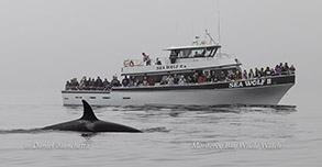 Killer Whale near Sea Wolf II photo by daniel bianchetta