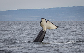 Killer Whale (Orca) tail photo by Daniel Bianchetta