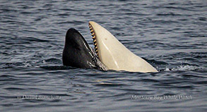 Killer Whale (Orca) teeth photo by daniel bianchetta