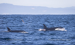Killer Whales CA140Bs photo by Daniel Bianchetta
