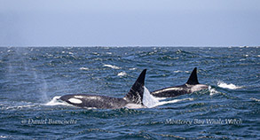 Killer Whales photo by daniel bianchetta