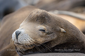 Close-up of large male California Sea Lion photo by daniel bianchetta