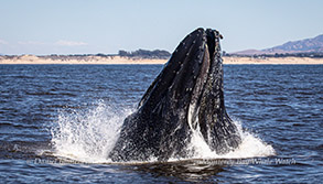 Lunge-feeding Humpback Whale photo by daniel bianchetta