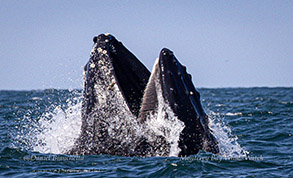 Lunge-feeding Humpback Whale (Note baleen) photo by daniel bianchetta